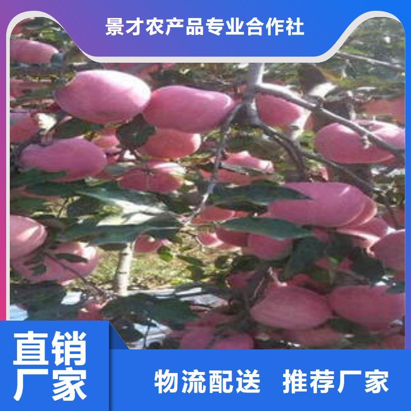 红富士苹果苹果种植基地品质优良