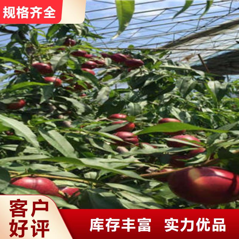 桃树苗工厂价格-兴海苗木种植社(资阳市分公司)