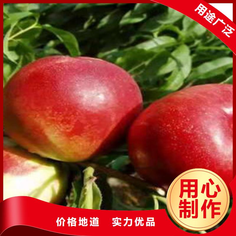 桃树苗板栗苗实拍展现