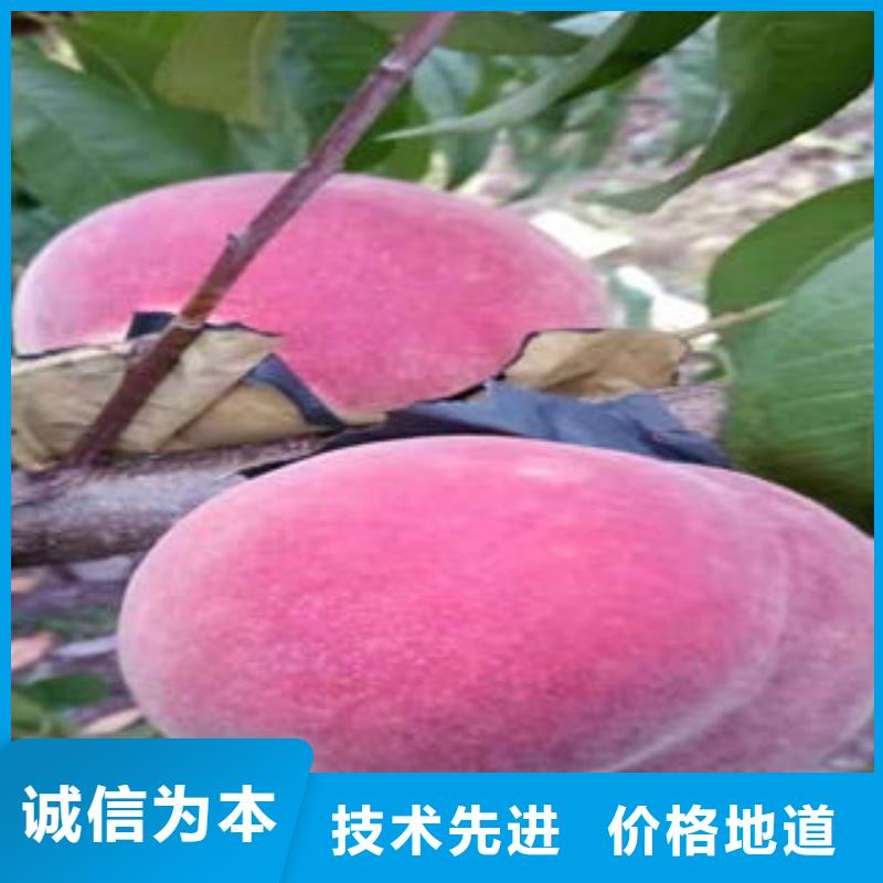 桃树苗工厂价格-兴海苗木种植社(资阳市分公司)