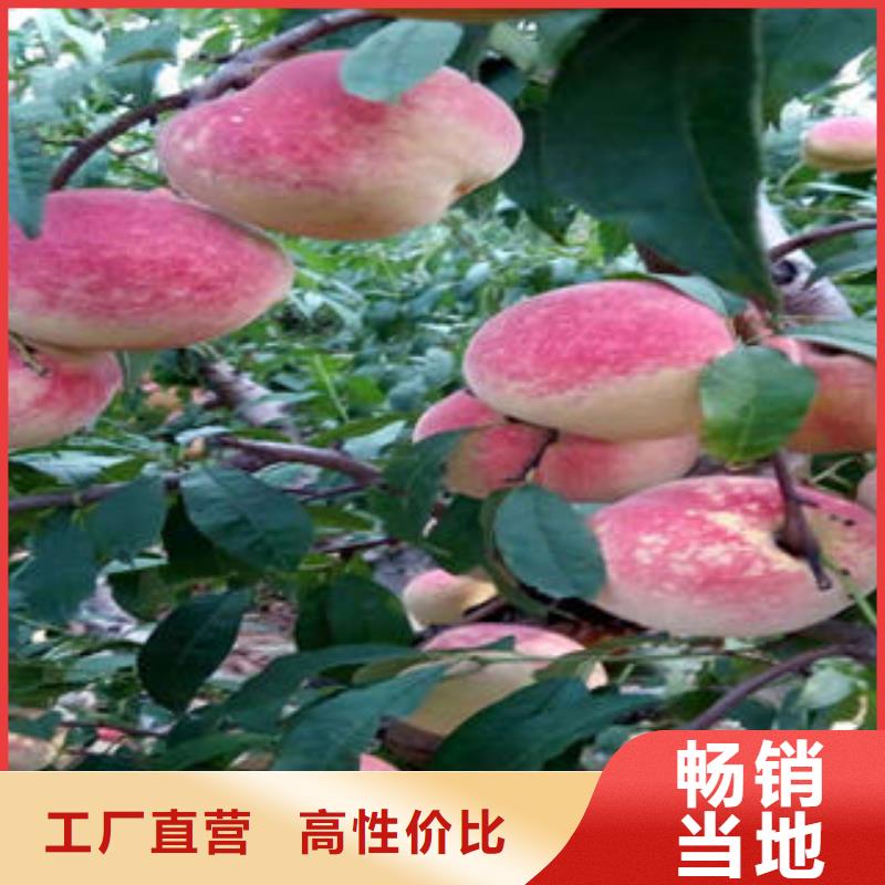 桃树苗板栗苗实拍展现
