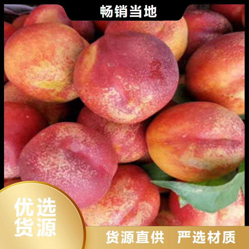 桃树苗梨树苗用心制作