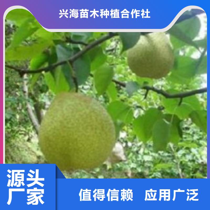 梨树苗-花椒苗实力厂商