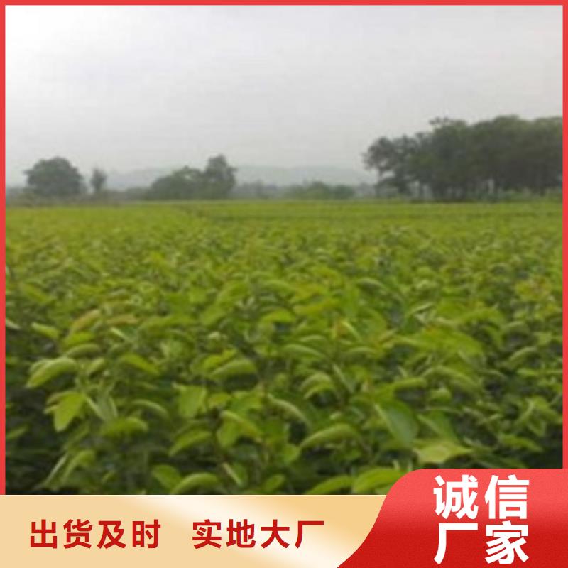【梨树苗】 葡萄苗优良材质 兴海苗木种植社(吉安市分公司)