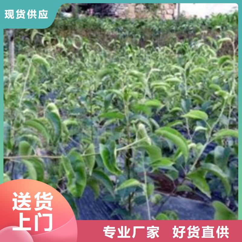 梨树苗0中间商差价