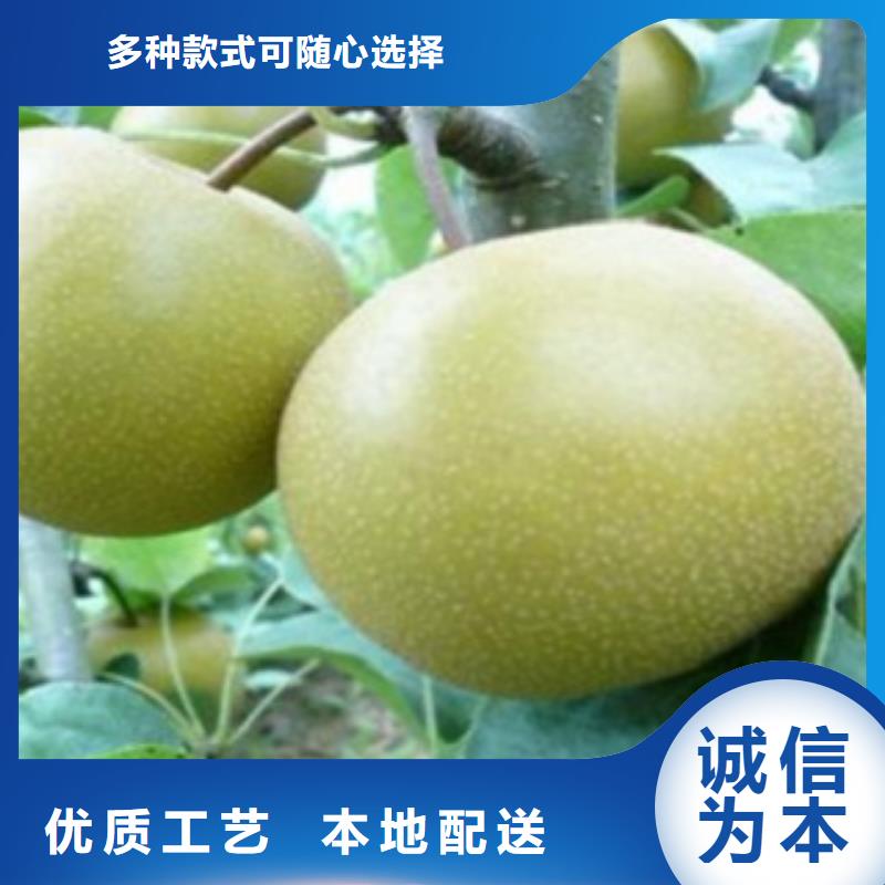 梨树苗-花椒苗实力厂商