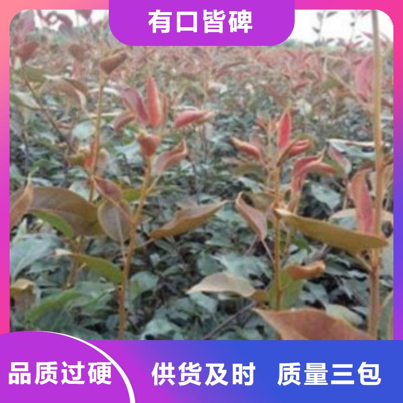 【梨树苗价格实惠工厂直供】