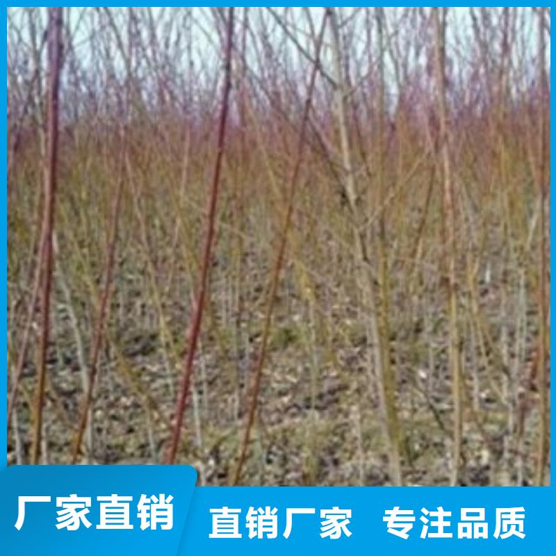 【梨树苗桃树苗一件也发货】