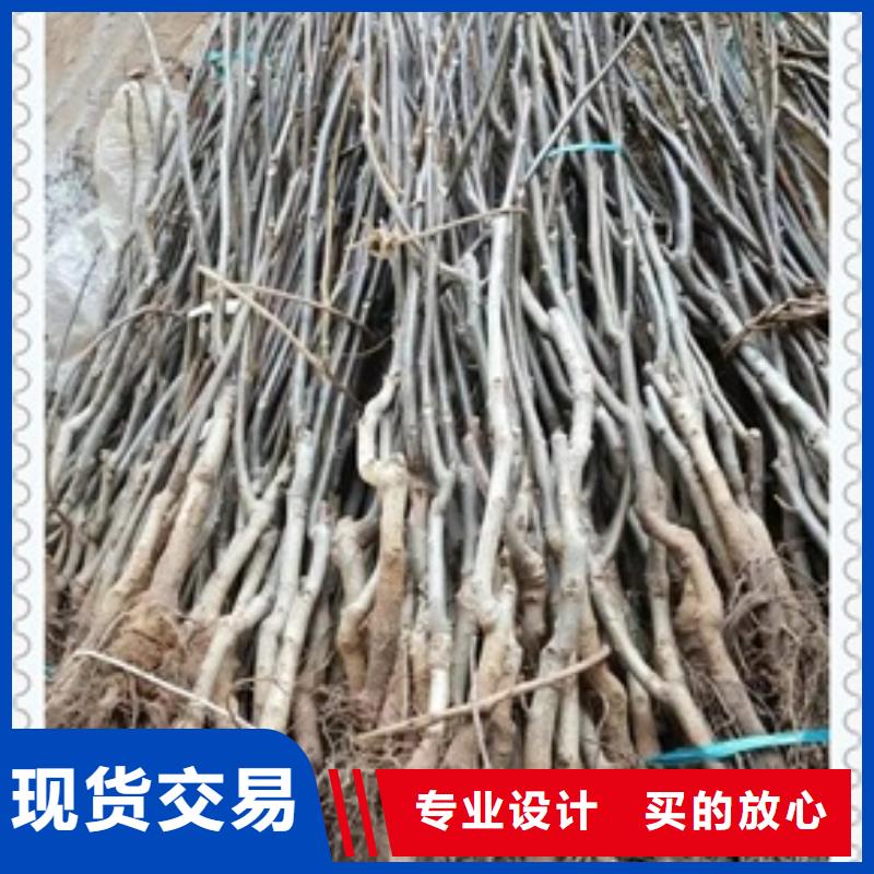 研发生产销售核桃苗品牌大厂家