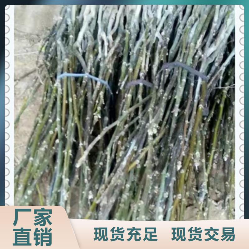 【 核桃苗,山楂苗专注生产制造多年】