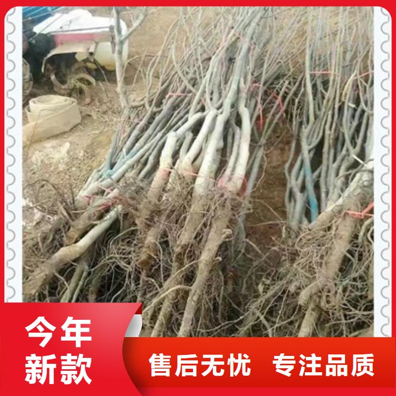 核桃苗梨树苗可放心采购