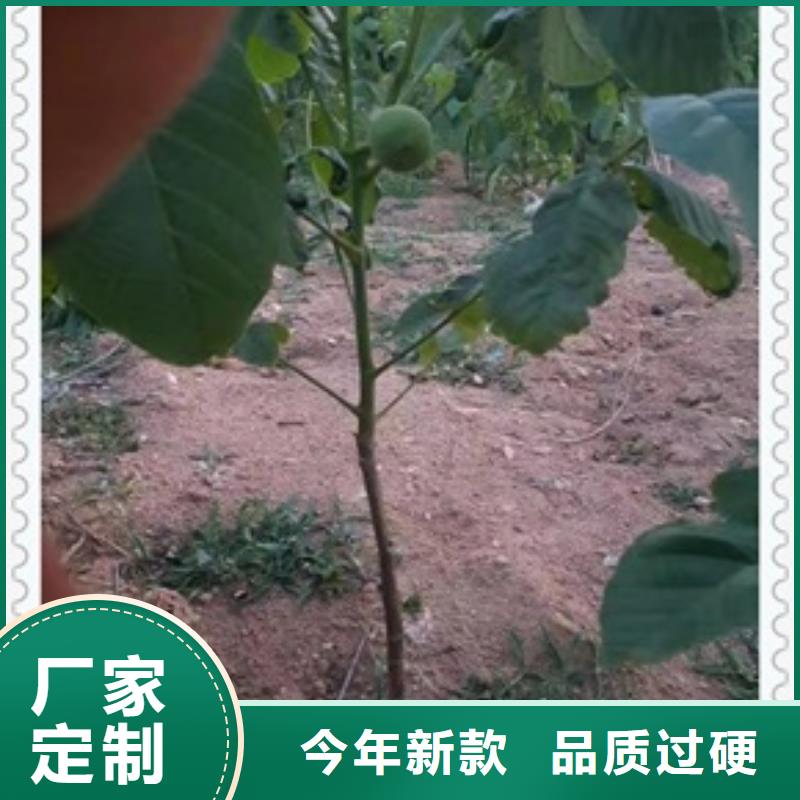 核桃苗桃树苗品质优选