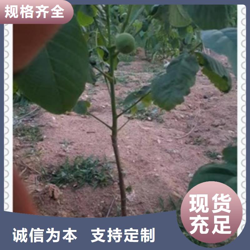 核桃苗花椒苗来图定制量大从优