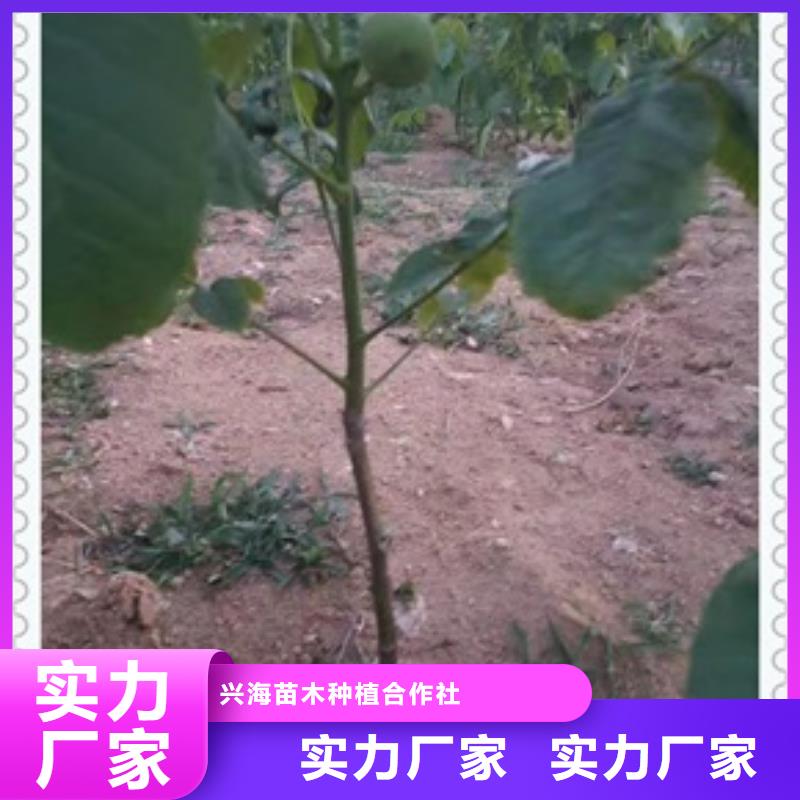 核桃苗桃树苗品质优选