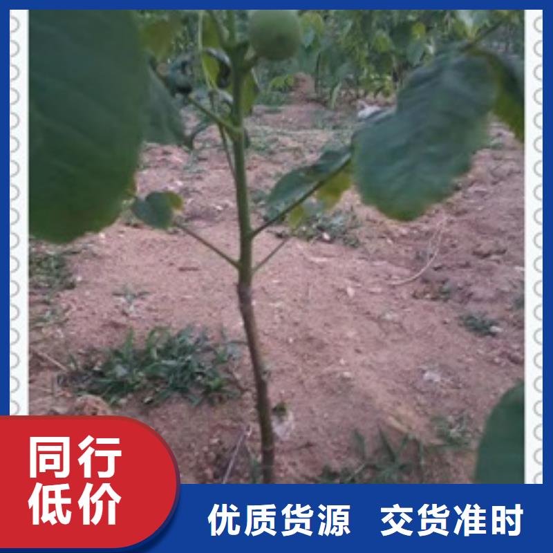 核桃苗厂家经验丰富