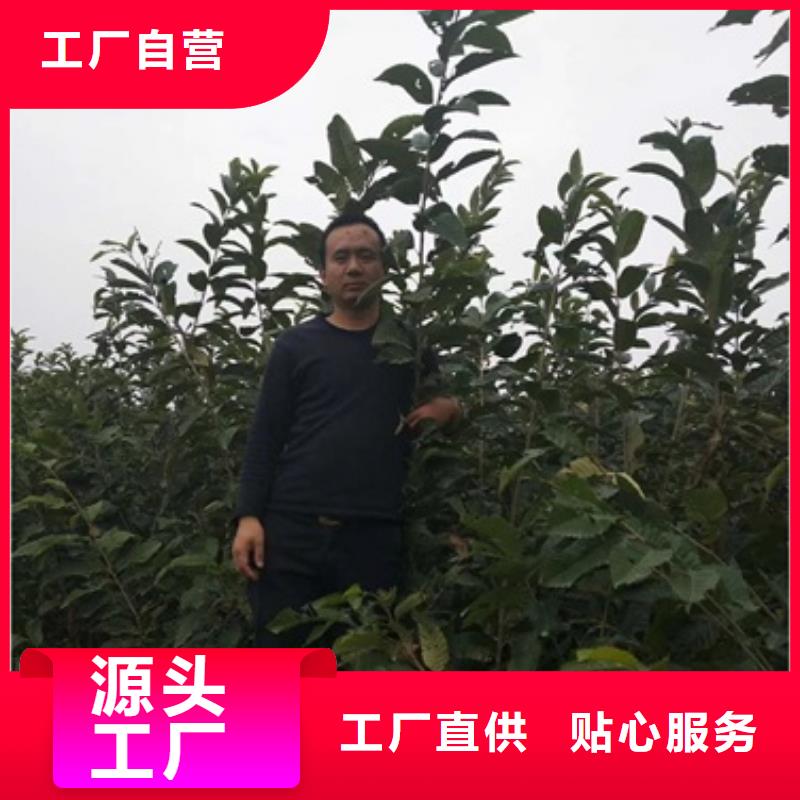 板栗苗蓝莓苗标准工艺