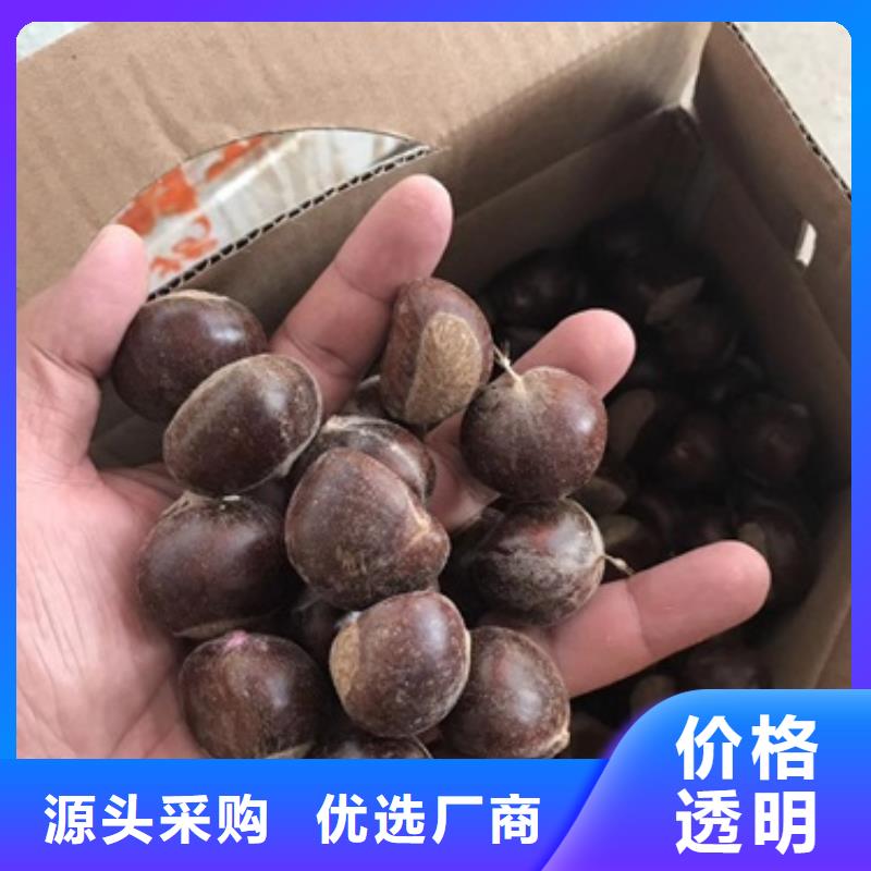 板栗苗桃树苗品质不将就