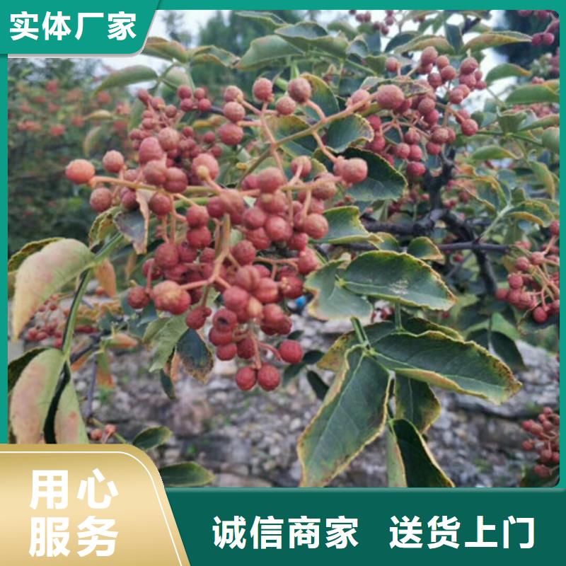 花椒苗桃树苗丰富的行业经验