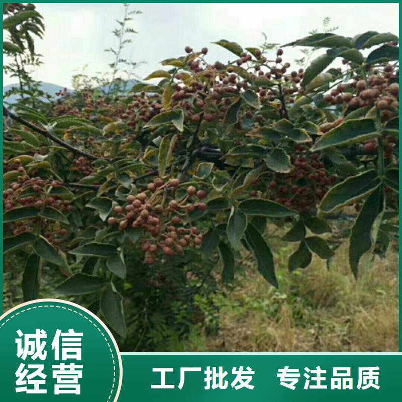 花椒苗_【山楂苗】精品优选兴海