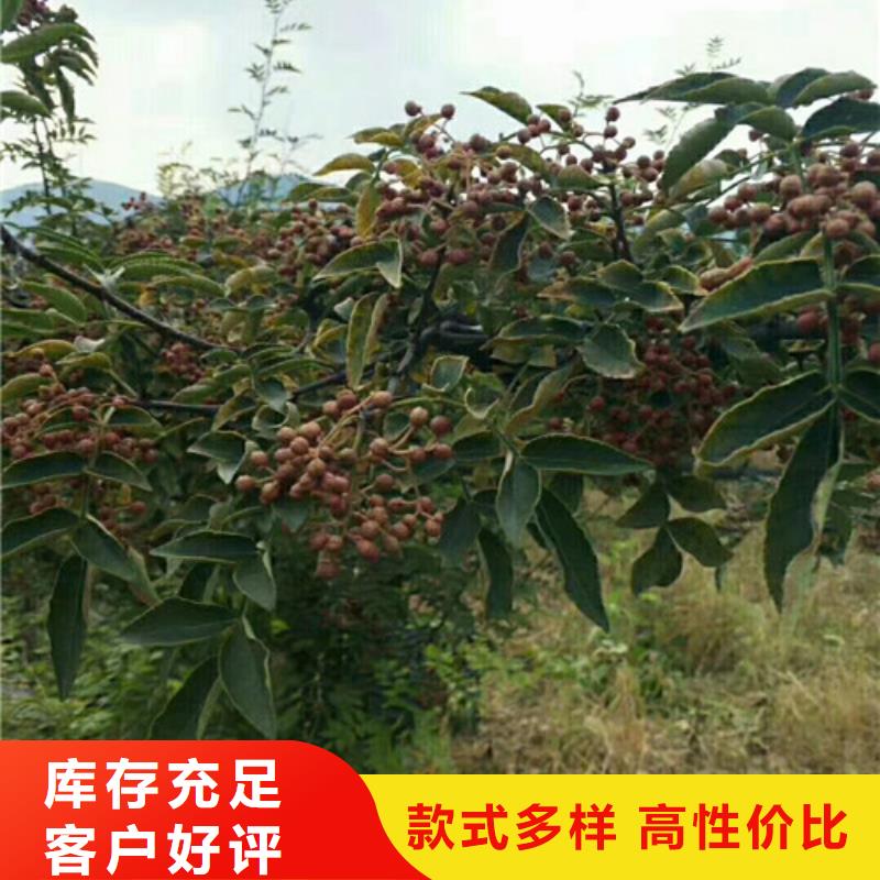 工厂批发【 花椒苗-苹果苗品质可靠】