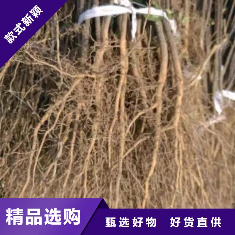 花椒苗苹果苗的图文介绍