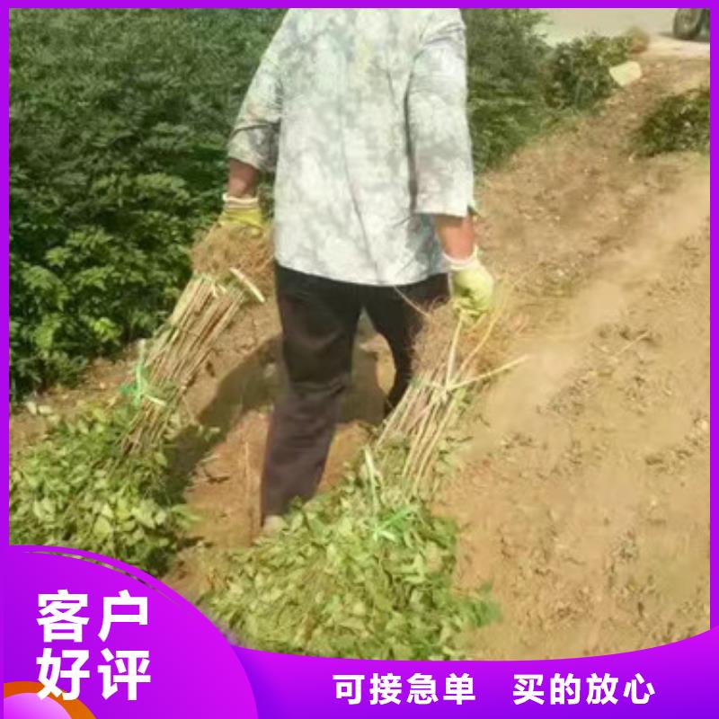 花椒苗高标准高品质