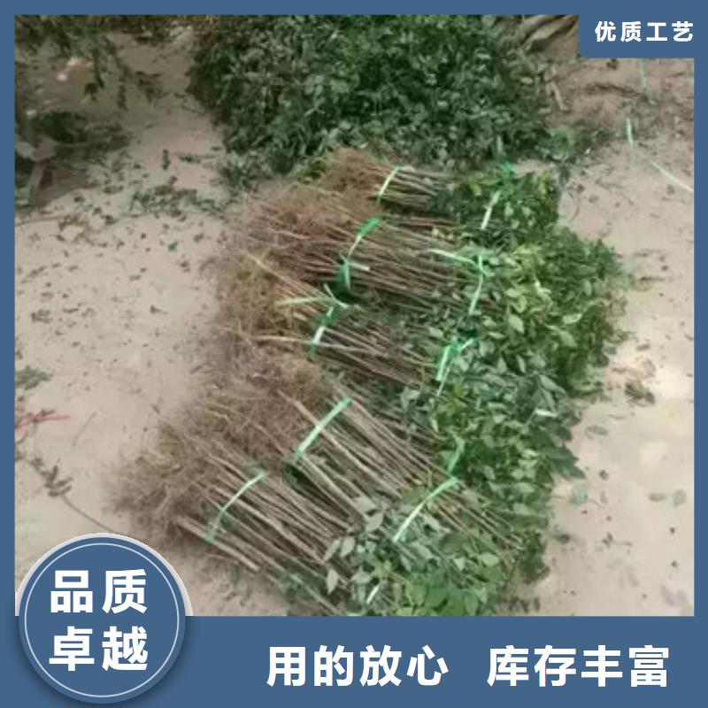 花椒苗板栗苗打造行业品质