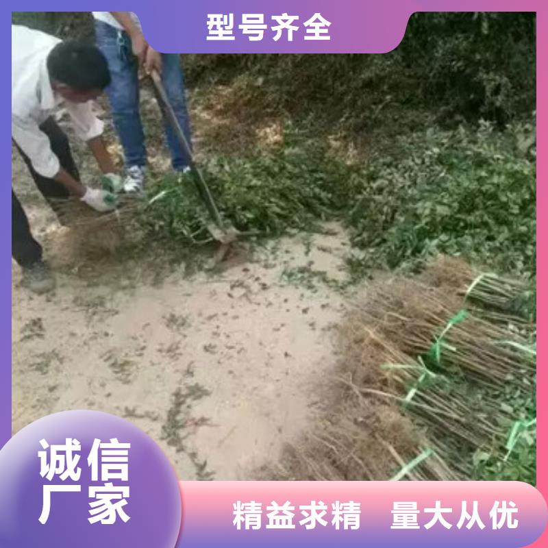 【花椒苗梨树苗拒绝中间商】