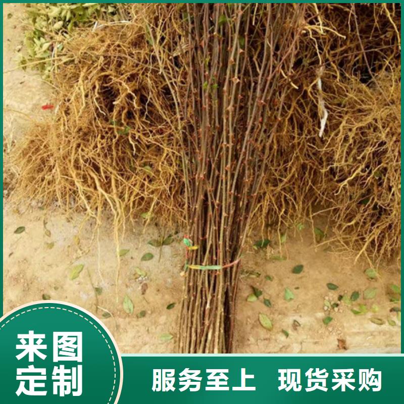 花椒苗桃树苗高质量高信誉