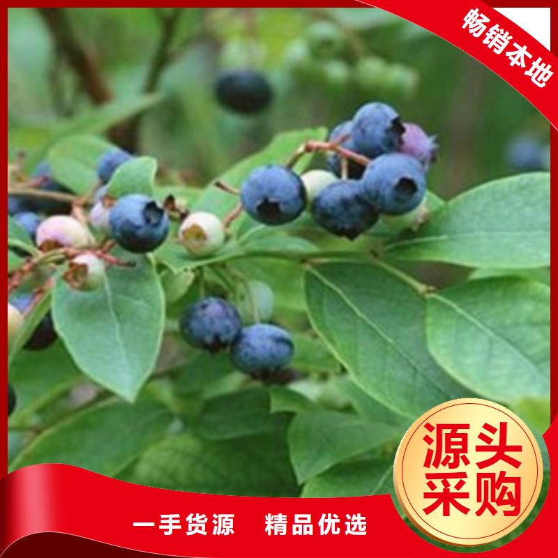 【蓝莓苗】-李子苗生产厂家|莱山|龙口|泰安|莱芜|威海|德州|济宁服务商