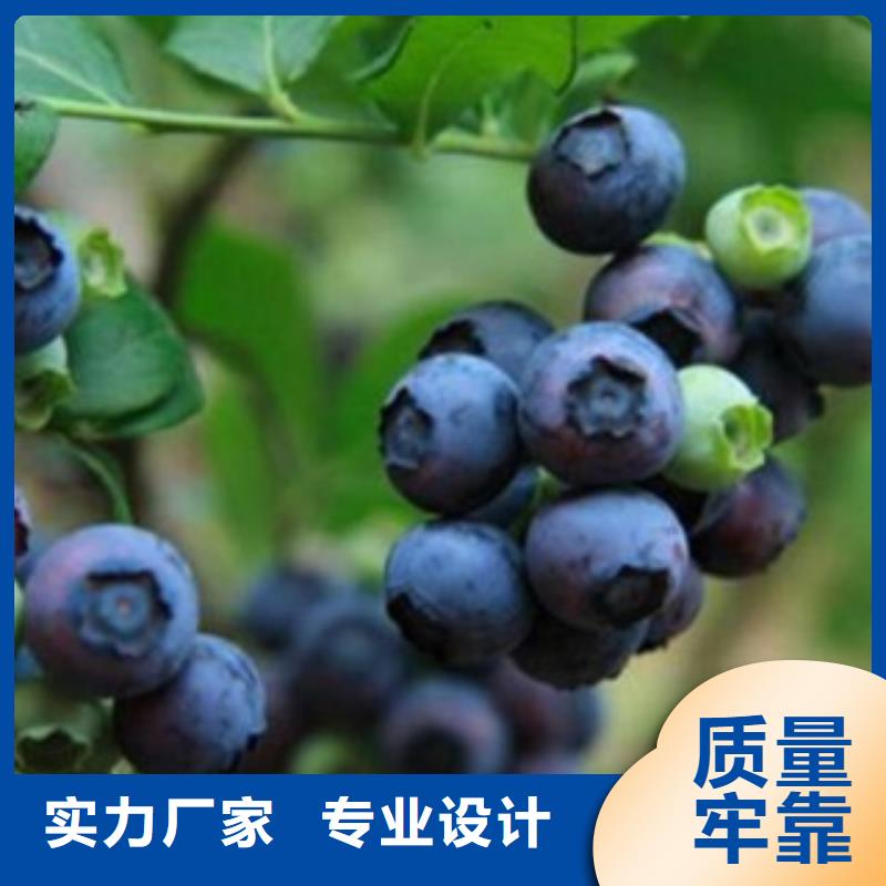 蓝莓苗【葡萄苗】优质工艺