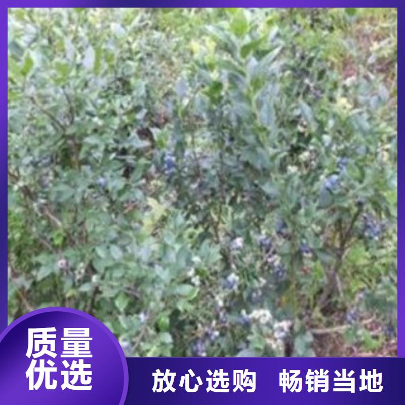 【蓝莓苗】梨树苗出厂严格质检