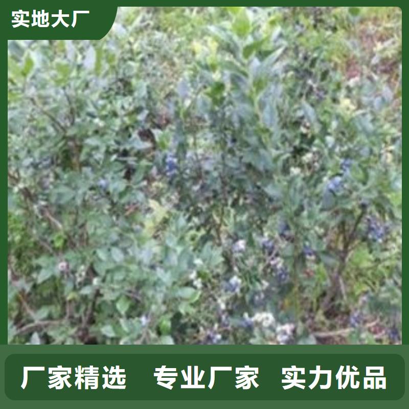 【蓝莓苗按需设计】