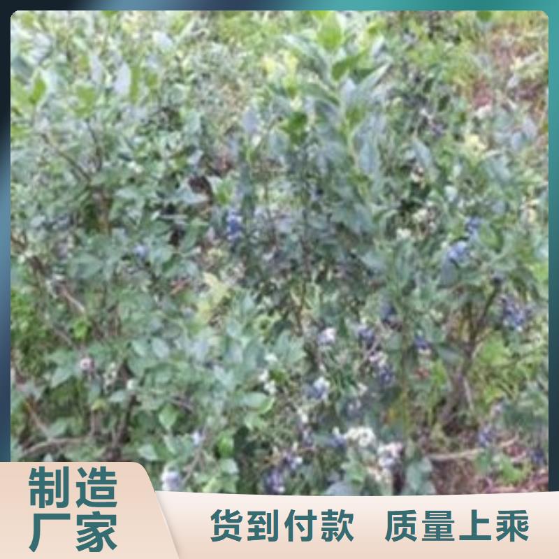 【蓝莓苗】-李子苗生产厂家|莱山|龙口|泰安|莱芜|威海|德州|济宁服务商