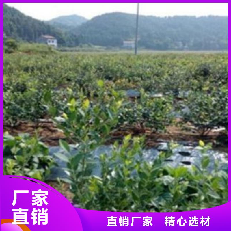 蓝莓苗梨树苗满足您多种采购需求
