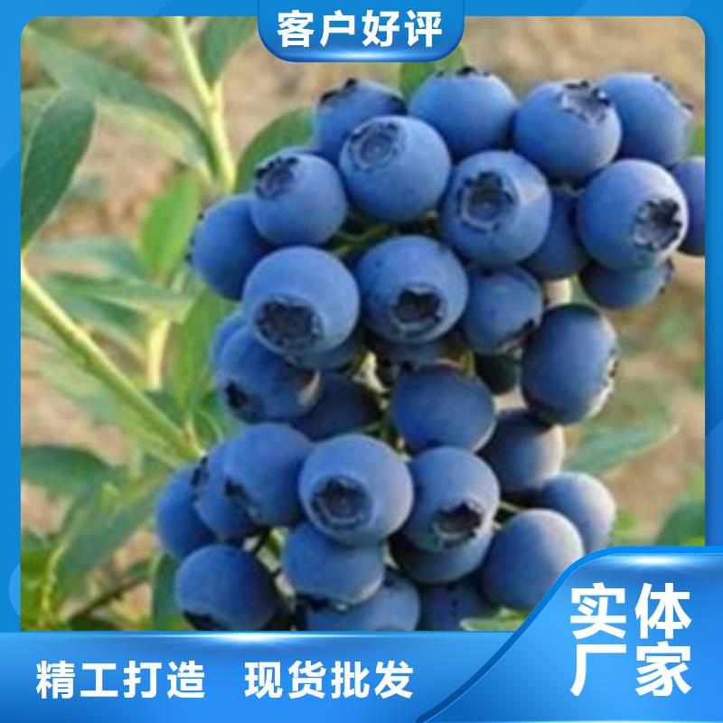 蓝莓苗,【板栗苗】专注质量-兴海苗木种植社(潮州市分公司)