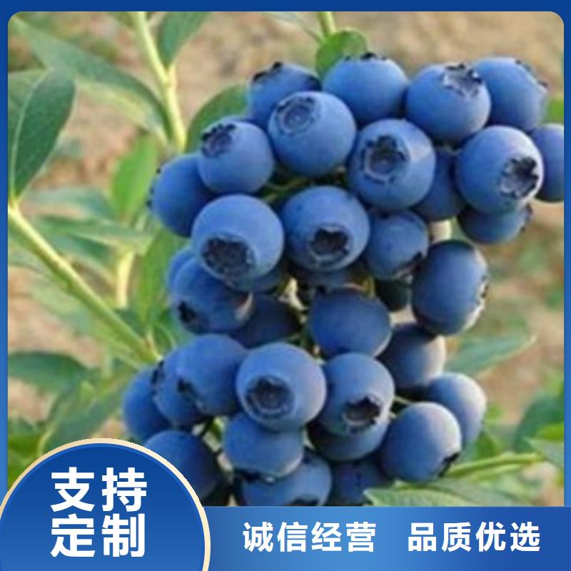蓝莓苗桃树苗市场行情