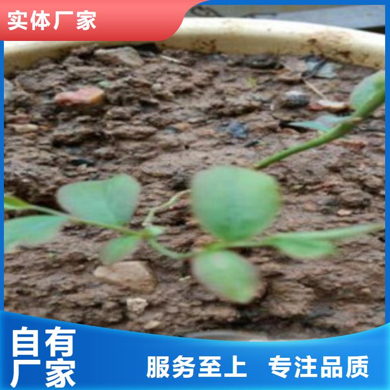 蓝莓苗李子苗品质服务诚信为本