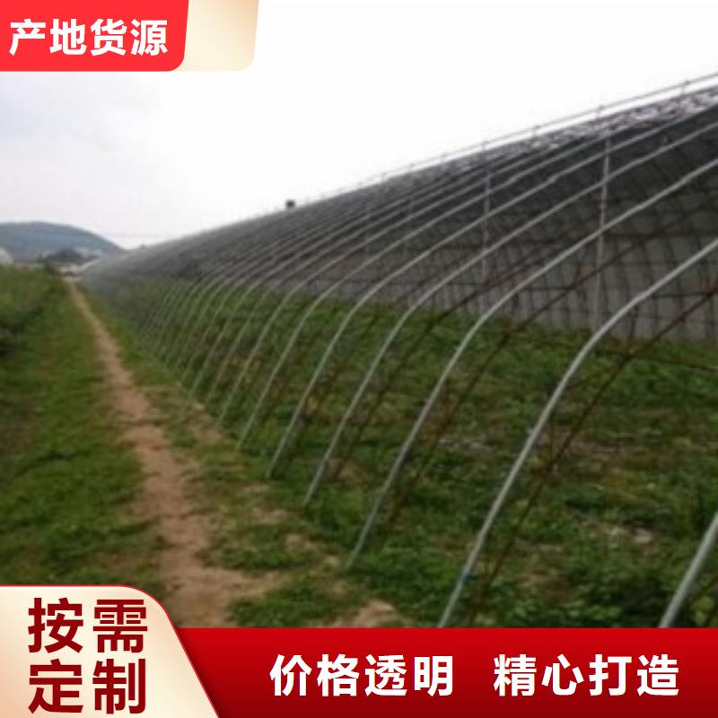 蓝莓苗_梨树苗选择我们没错