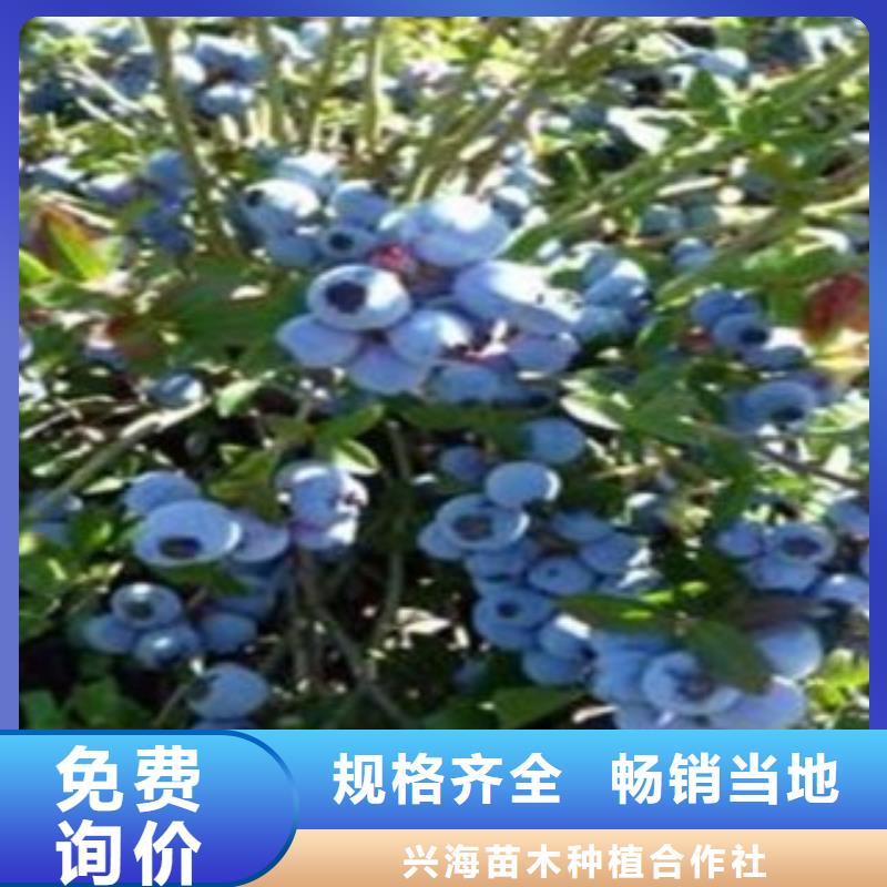 蓝莓苗【葡萄苗】优质工艺