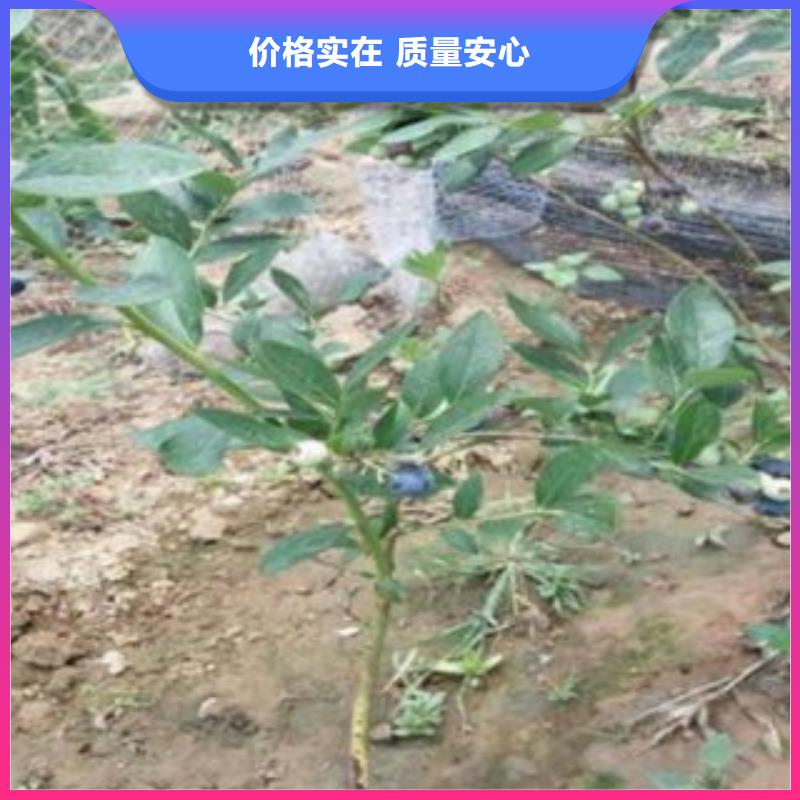 【蓝莓苗按需设计】