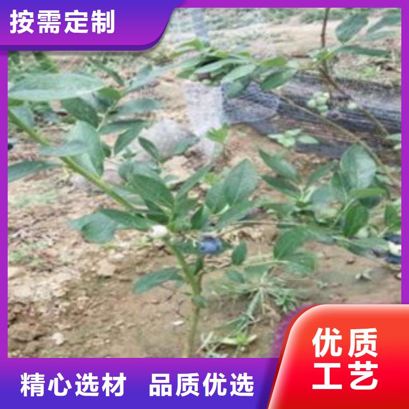 【蓝莓苗】山楂苗厂家定制