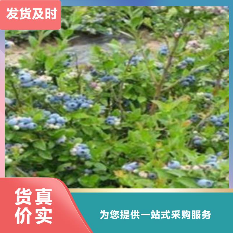 蓝莓苗厂家直发