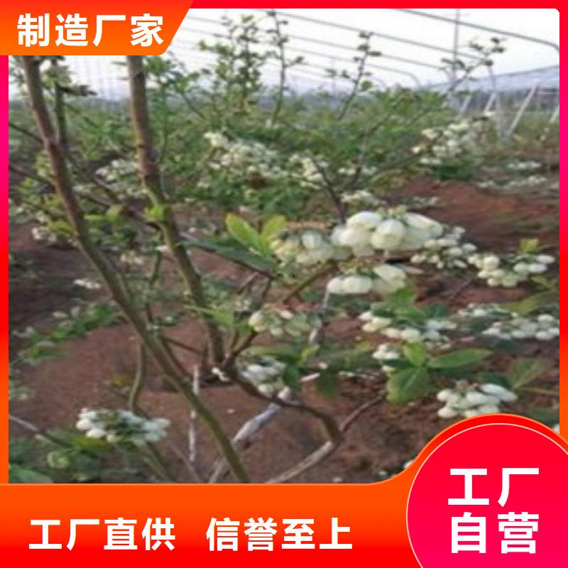 蓝莓苗核桃苗实力公司