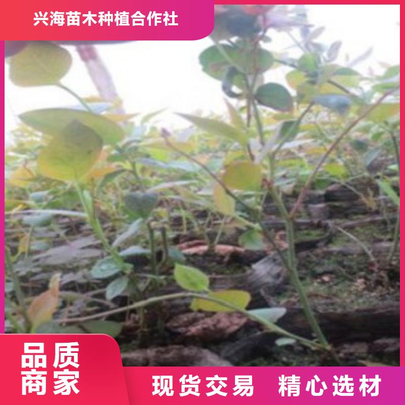 蓝莓苗_花椒苗品类齐全