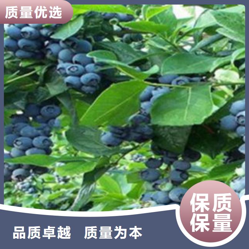 蓝莓苗_梨树苗选择我们没错