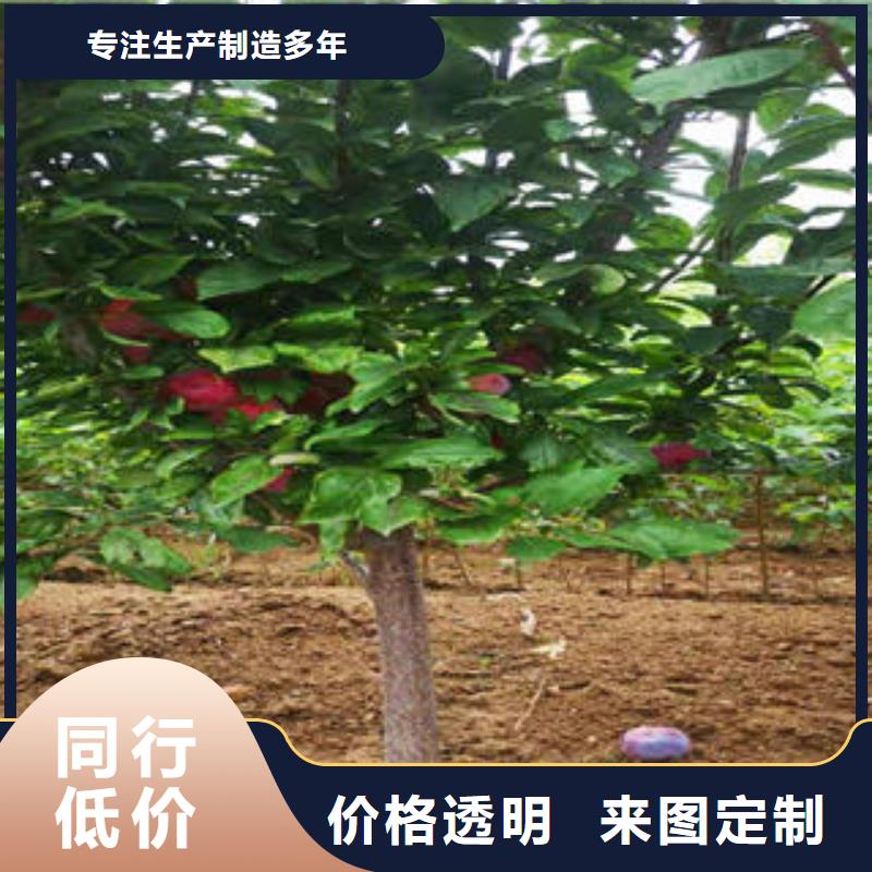 李子苗_核桃苗优选厂家