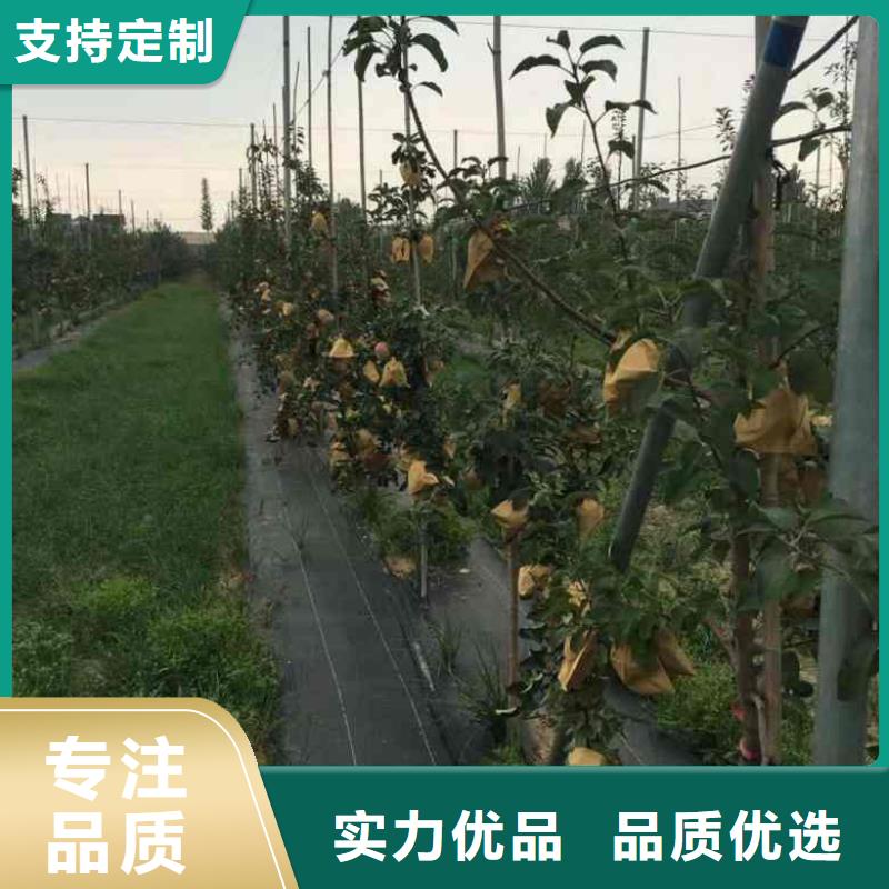 【苹果苗】花椒苗品质保障价格合理