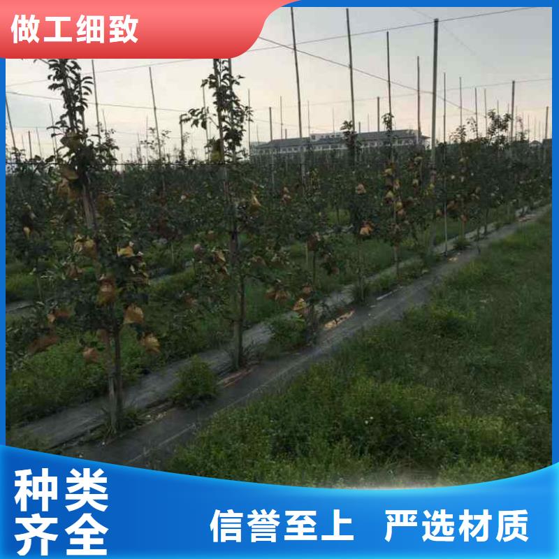 【苹果苗核桃苗厂家直销规格多样】