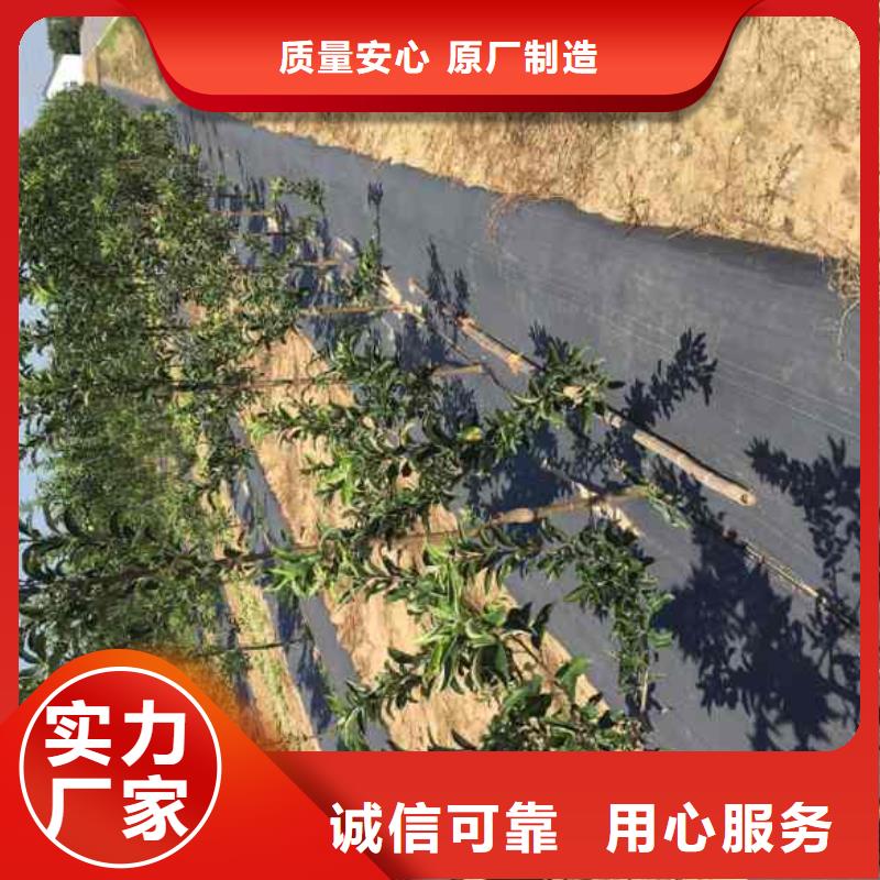 【苹果苗-板栗苗价格实在】